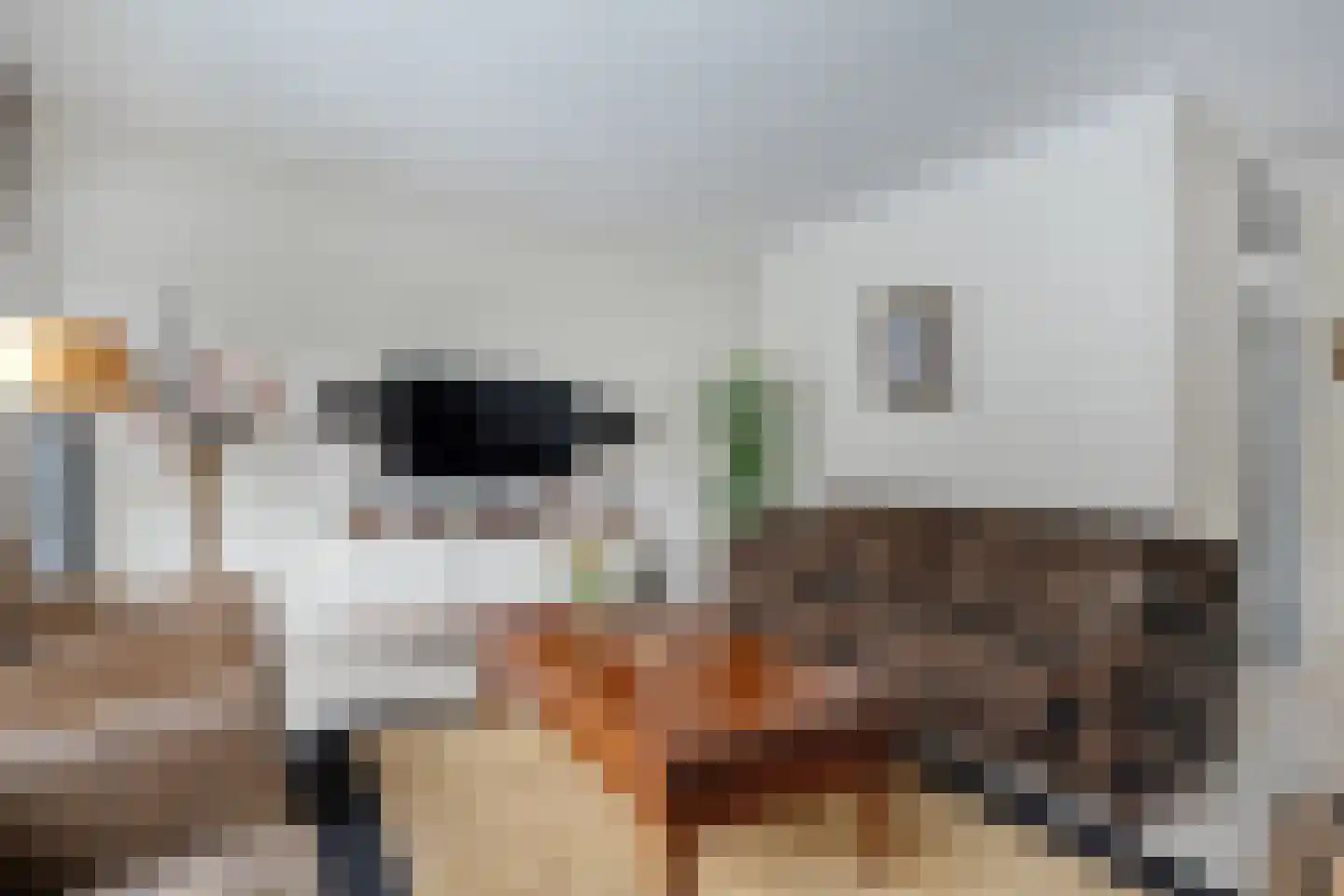 Nachtegaalstraat 13 Hardenberg thumbnail 11