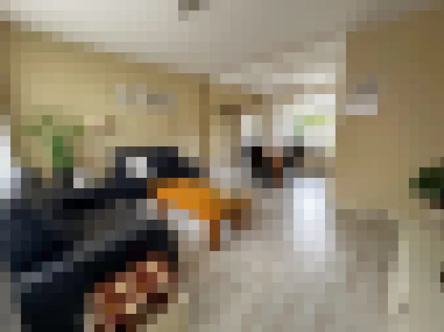 Nachtegaalstraat 15 Zundert thumbnail 13