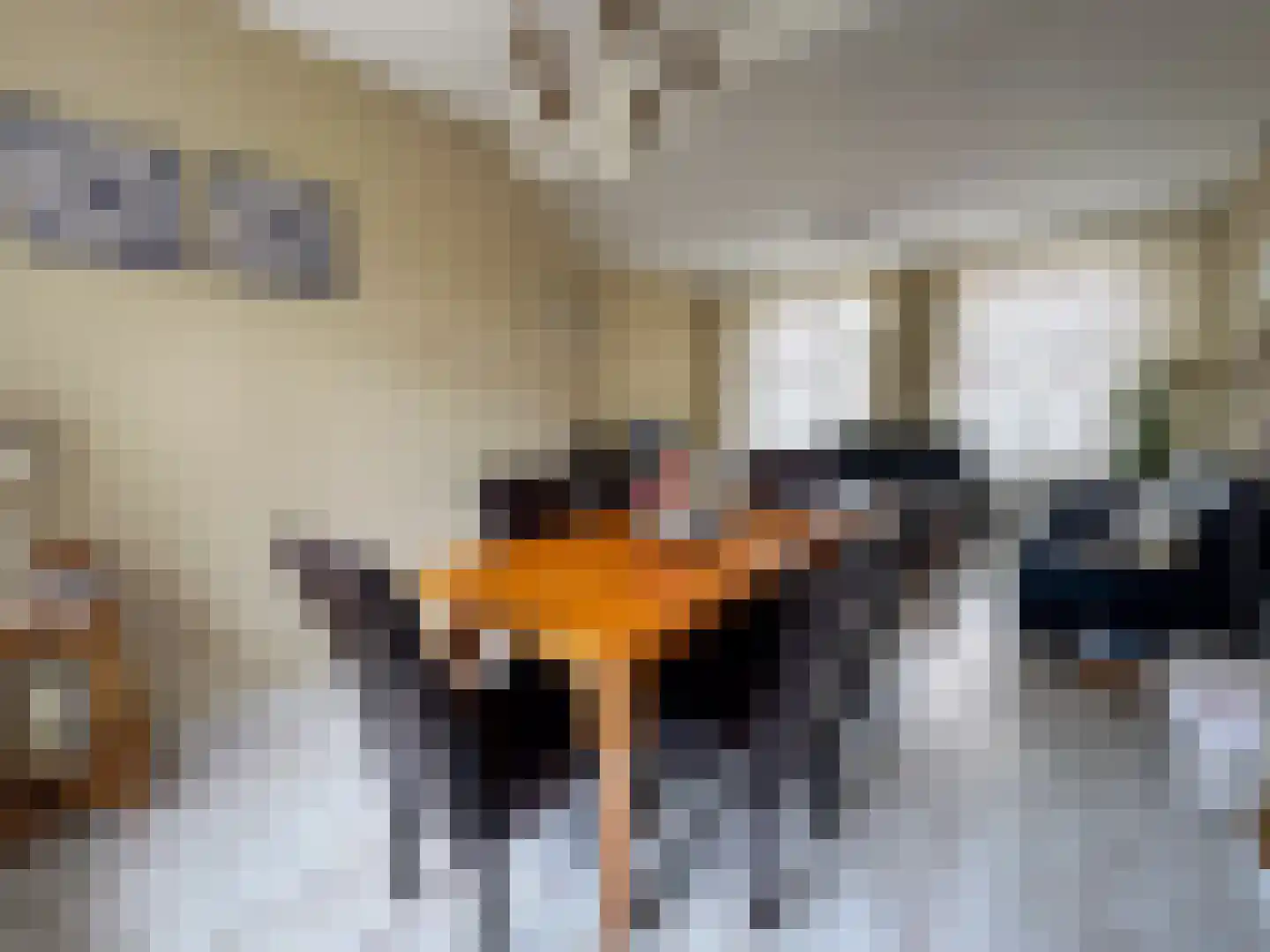 Nachtegaalstraat 15 Zundert thumbnail 16