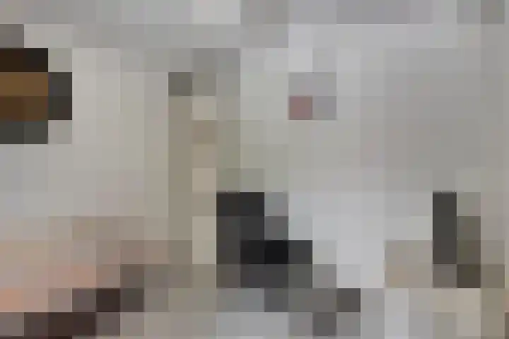 Nachtegaalstraat 16 Heerlen thumbnail 18