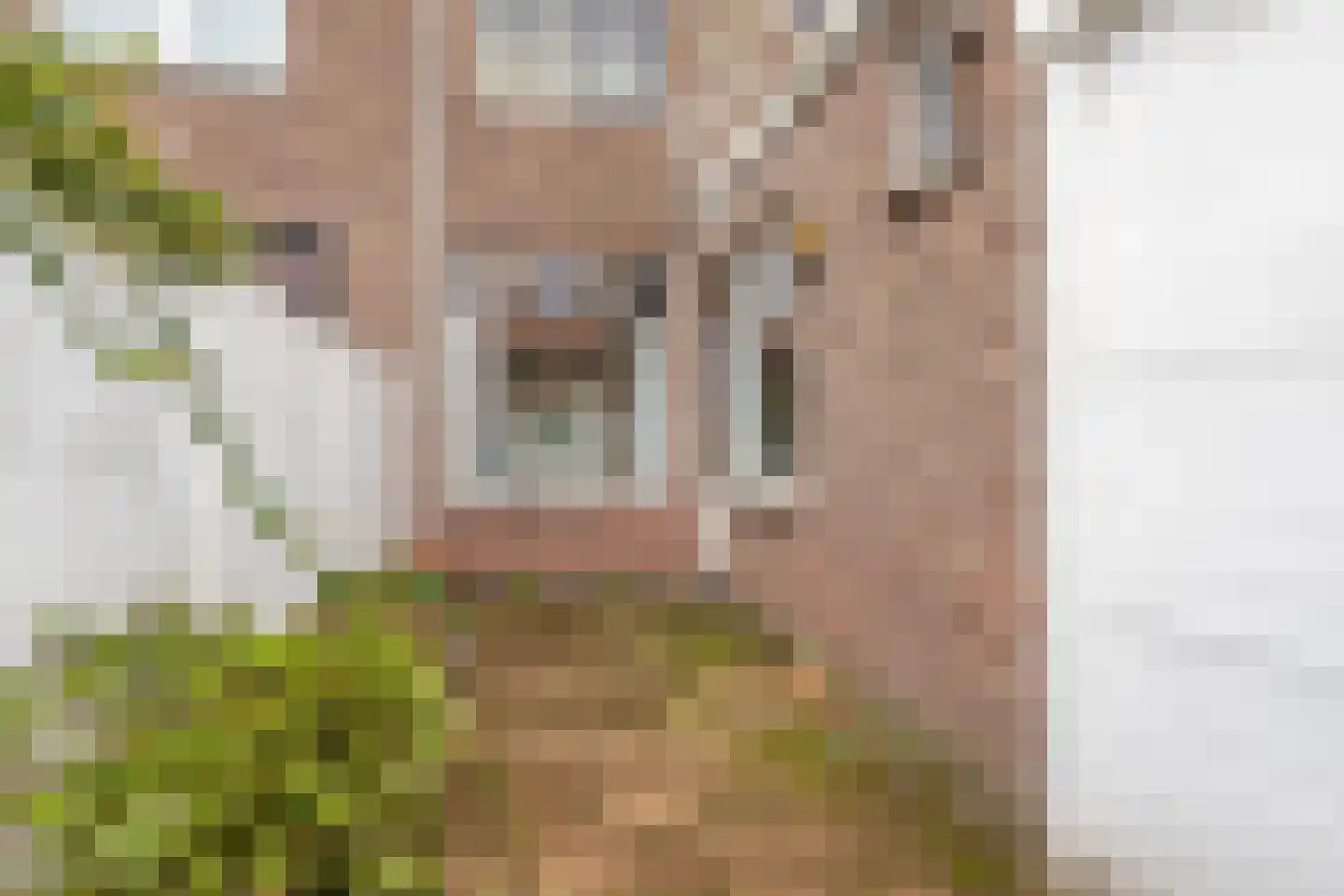 Nachtegaalstraat 17 Breda thumbnail 27