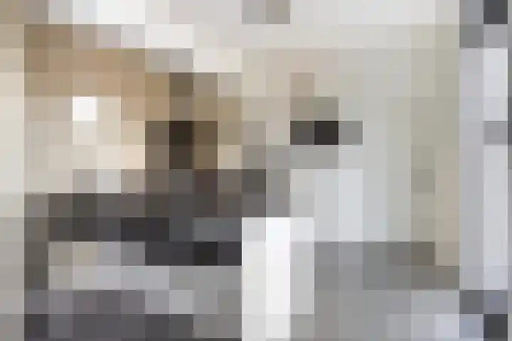 Nachtegaalstraat 3 Mill thumbnail 7