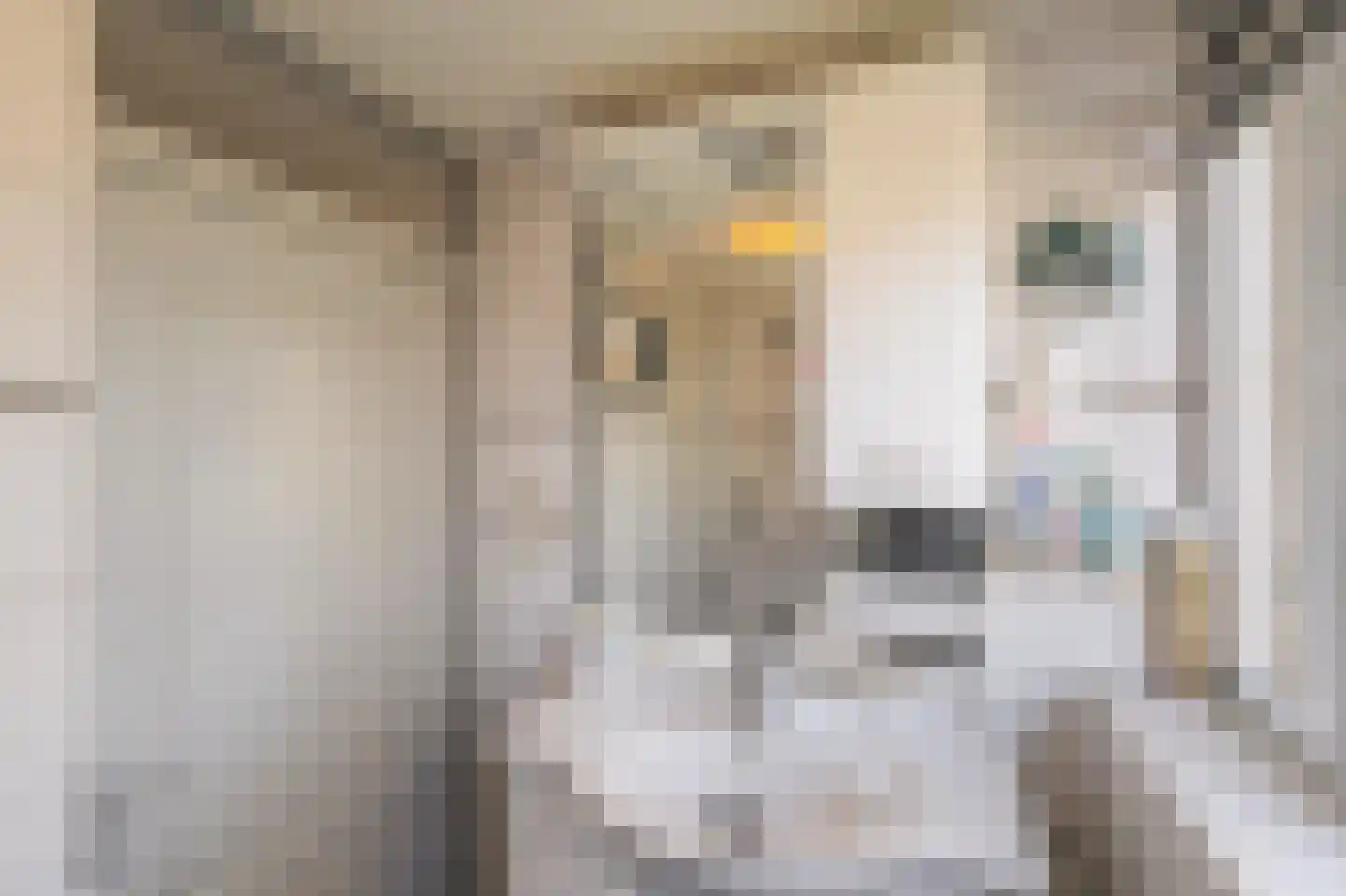 Nachtegaalstraat 4 Warmenhuizen thumbnail 31