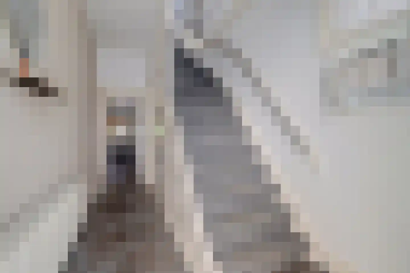 Nachtegaalstraat 8 Eefde thumbnail 18