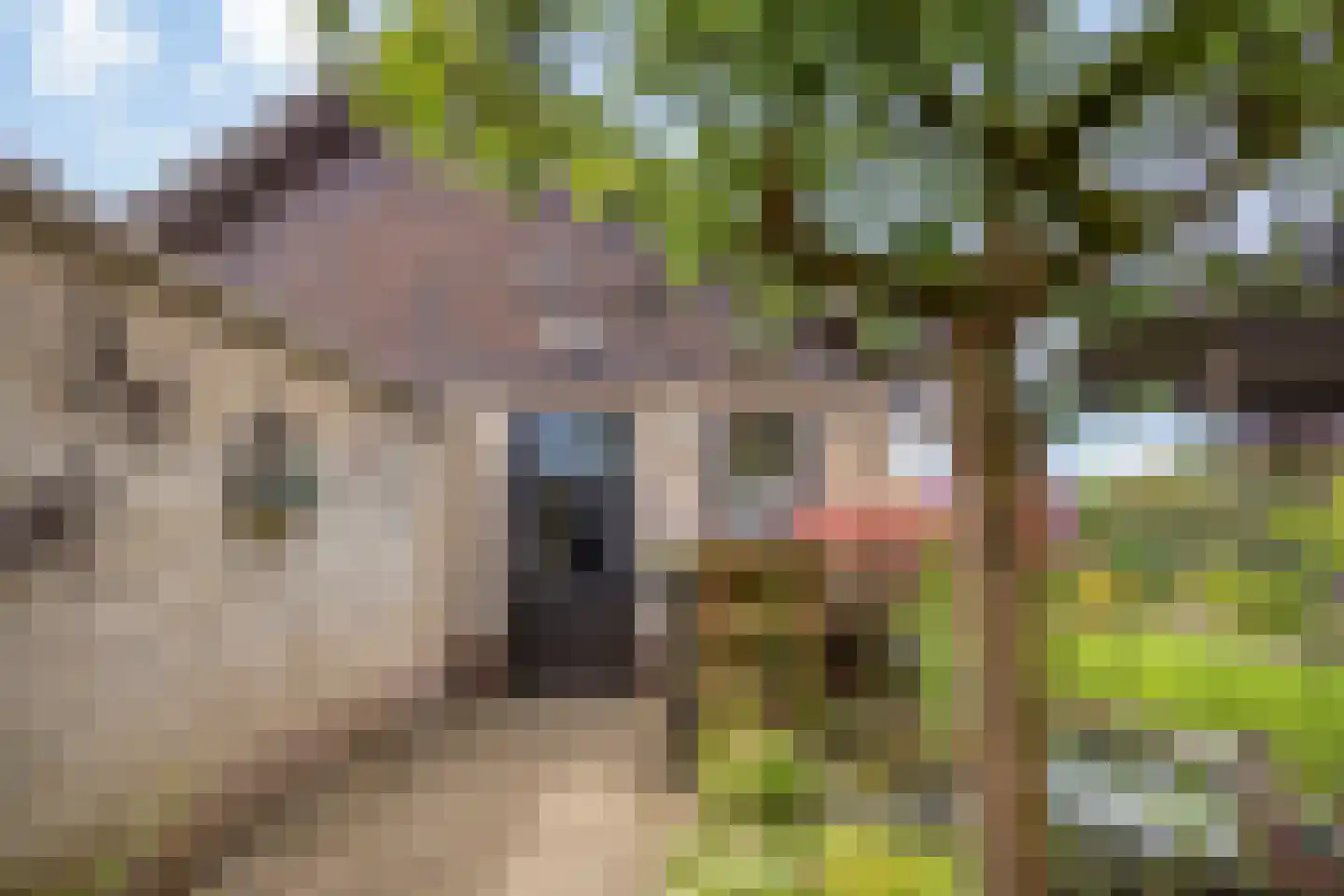 Nachtegaalstraat 9 Winterswijk thumbnail 30