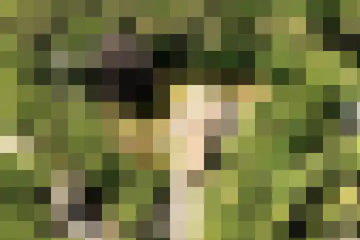 Nachtegalenlaan 12 Aerdenhout thumbnail 53