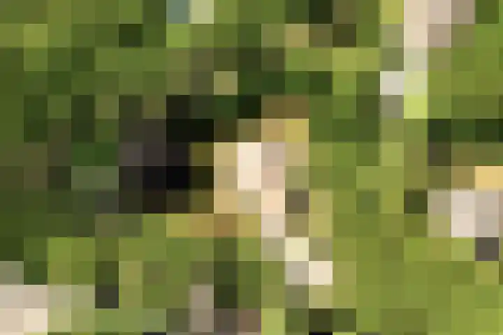 Nachtegalenlaan 12 Aerdenhout thumbnail 54
