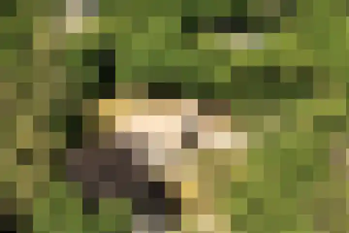 Nachtegalenlaan 12 Aerdenhout thumbnail 56