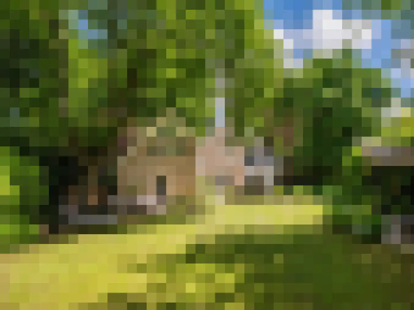 Nachtegalenlaantje 14 Bergen (NH) thumbnail 57