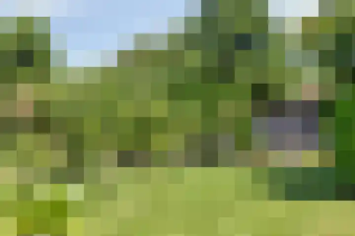 Nachtegalenpad 2 C Egmond aan den Hoef thumbnail 50