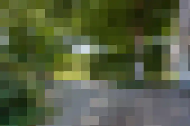 Nachtegalenpad 2 C Egmond aan den Hoef thumbnail 51