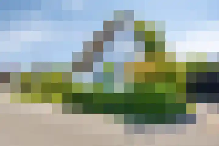 Nachtegalenpad 2 C Egmond aan den Hoef thumbnail 6