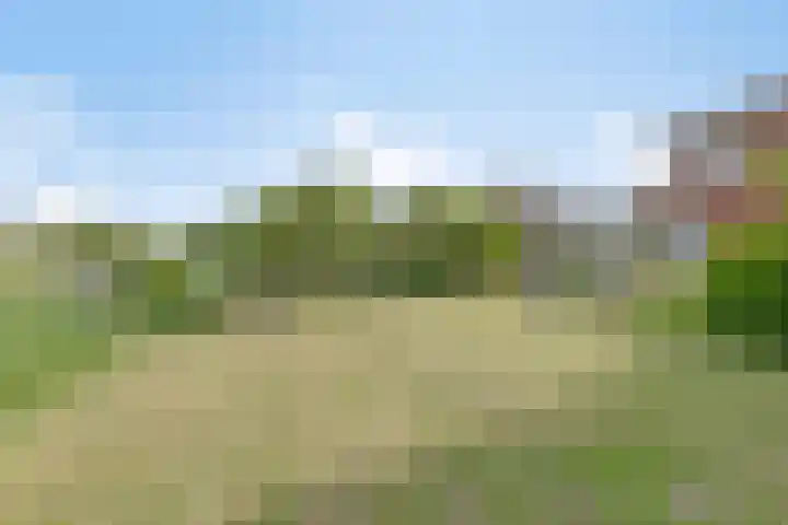 Nachtlân 92 De Wilgen thumbnail 64