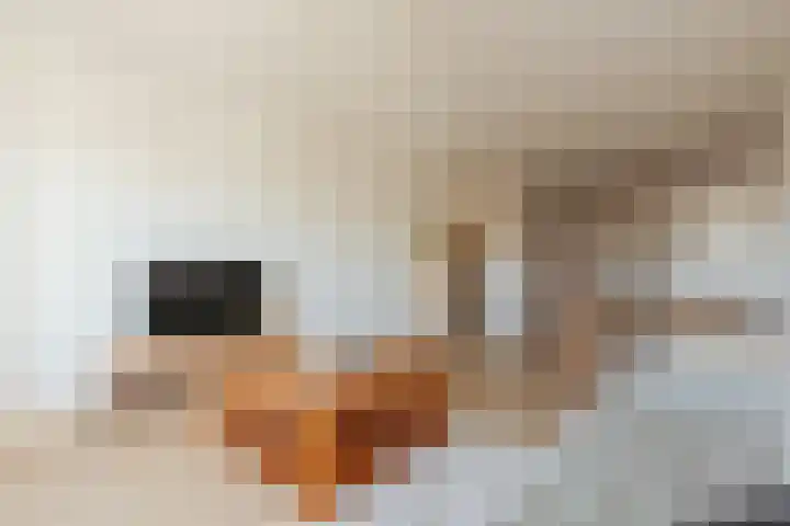 Nachtwachtlaan 169 Amsterdam thumbnail 9