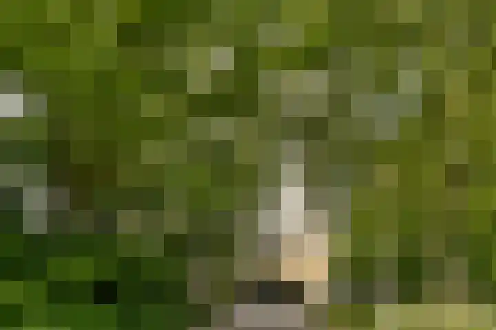 Nachtwachtlaan 479 Amsterdam thumbnail 22