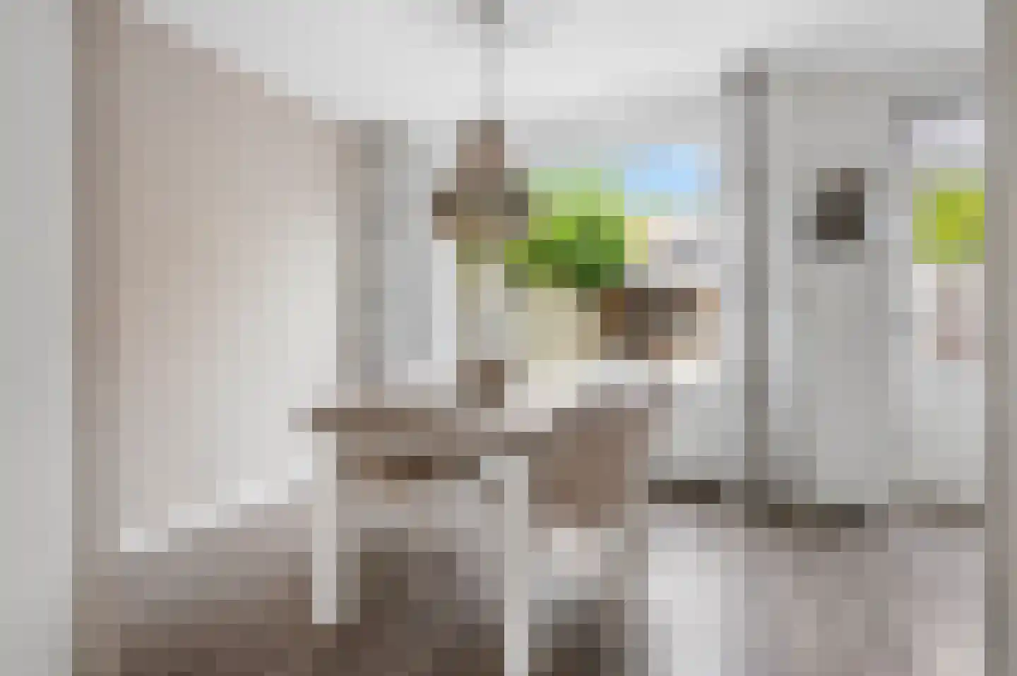 Nachtzwaluw 40 Veenendaal thumbnail 11