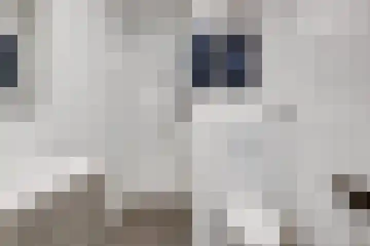 Naereboutstraat 41 Goes thumbnail 20