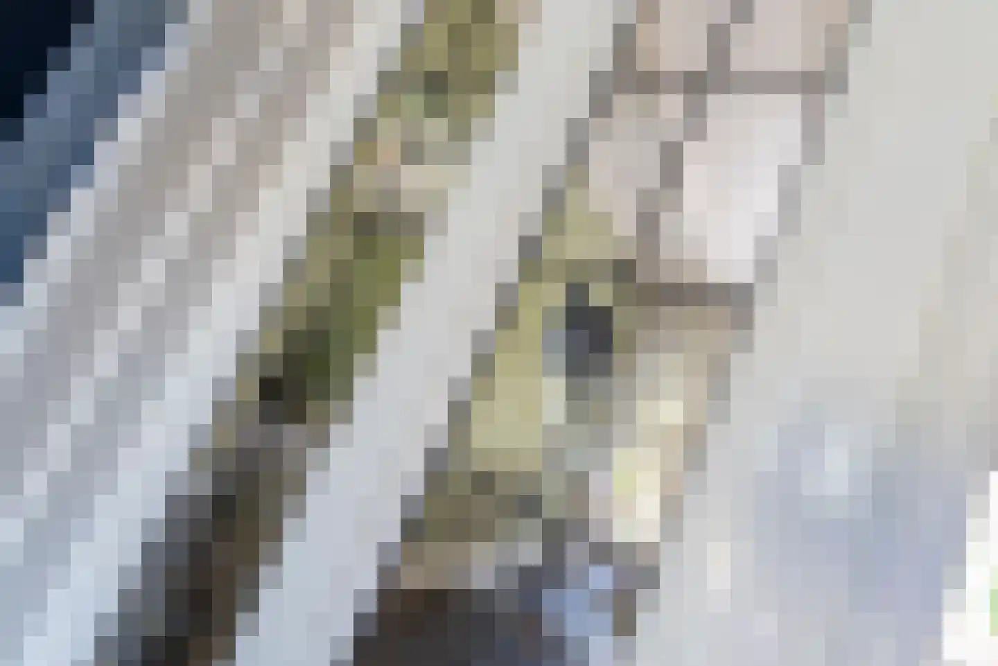 Nagelkruid 30 Rhenen thumbnail 13