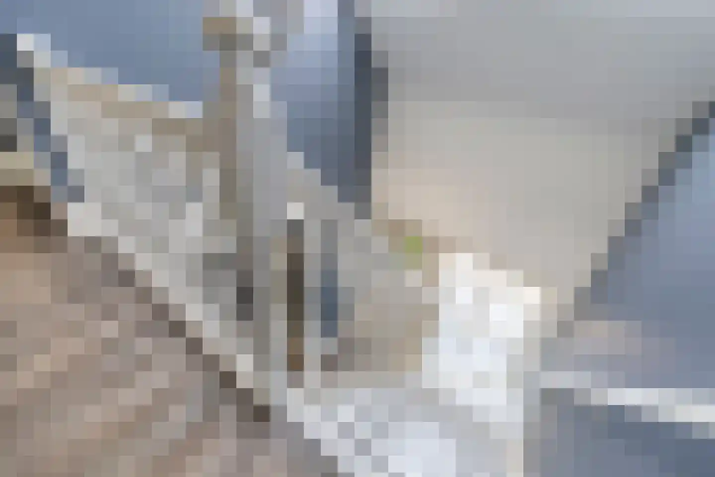 Nagelkruid 30 Rhenen thumbnail 37