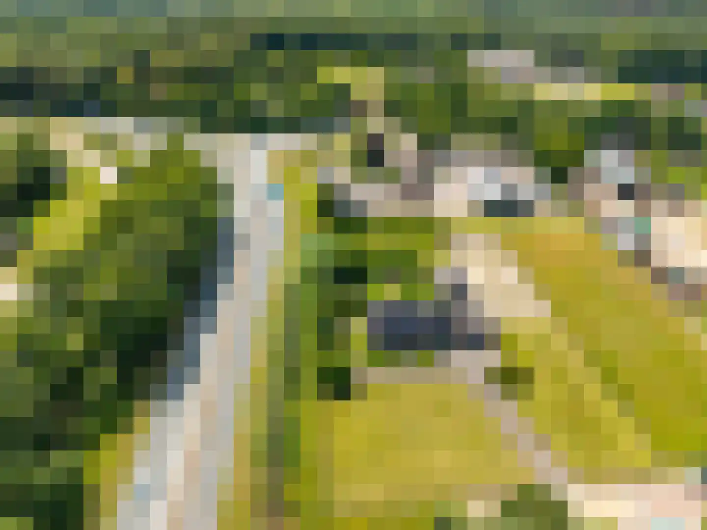 Nagelkruid 30 Rhenen thumbnail 4