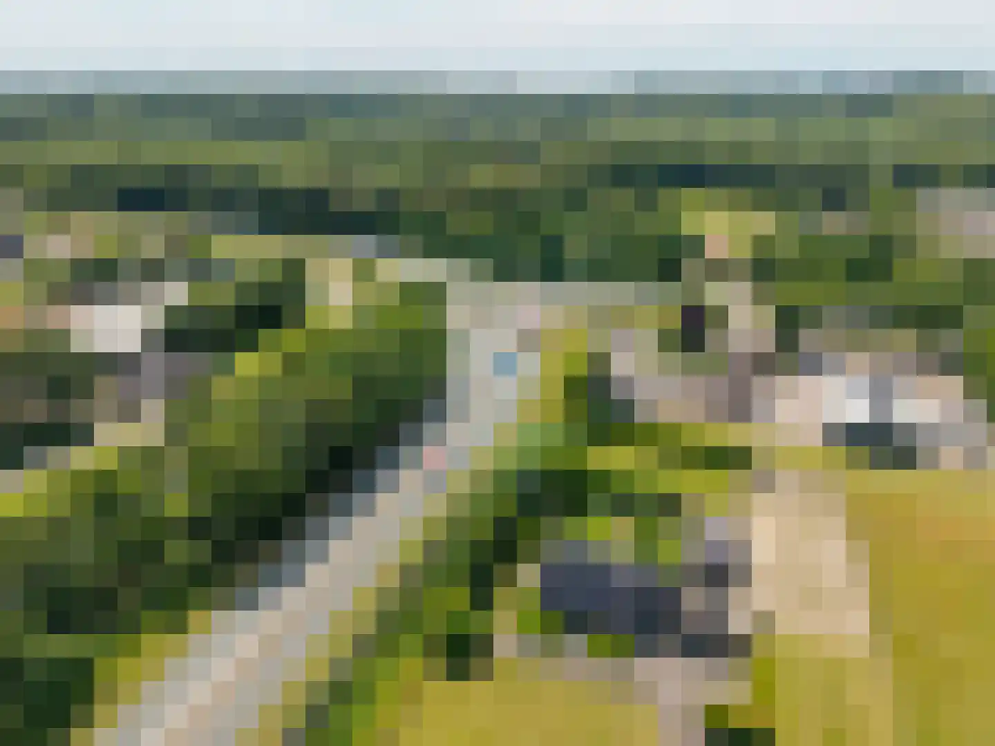 Nagelkruid 30 Rhenen thumbnail 75