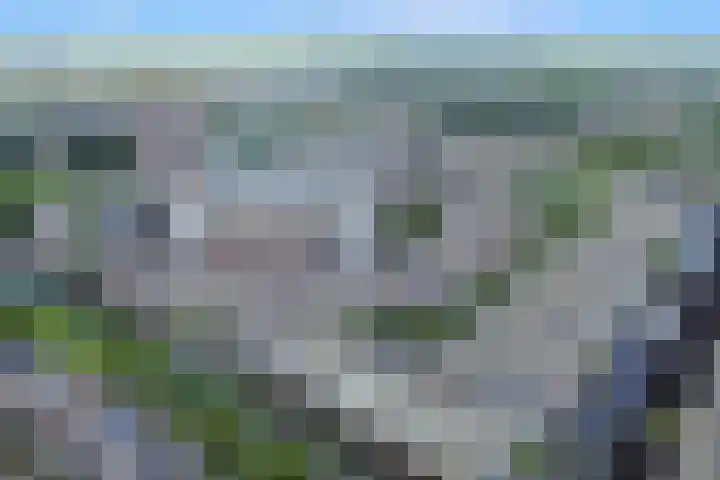 Nagelkruid 4 Amersfoort thumbnail 30