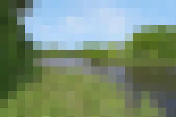 Nagelkruid 4 Amersfoort thumbnail 32