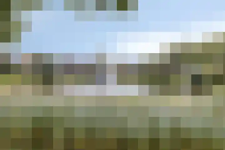 Nagelkruid 48 Cuijk thumbnail 34