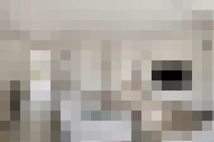 Nagelkruid 48 Cuijk thumbnail 9