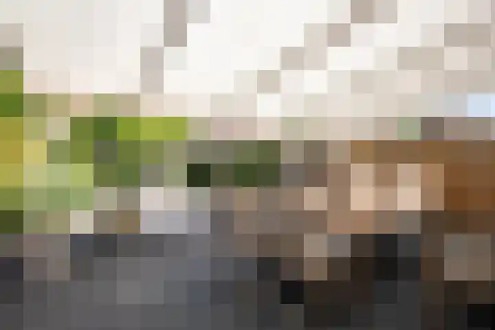 Namiddagse Driessen 8 Landgraaf thumbnail 29