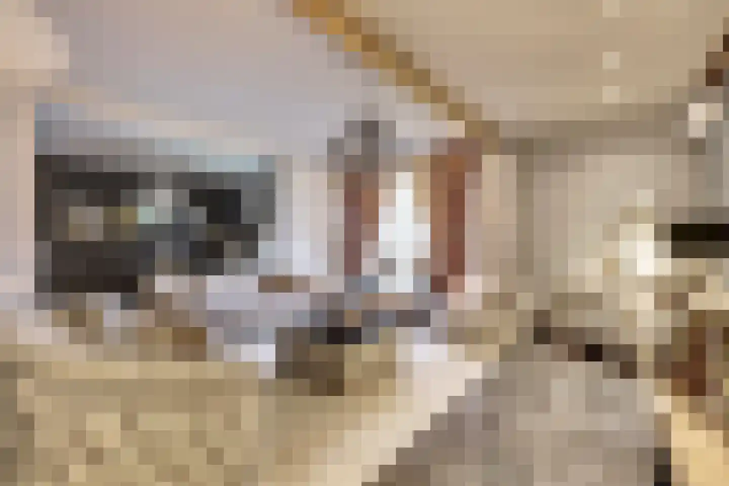 Napoleonsbaan Zuid 46 Baarlo thumbnail 10