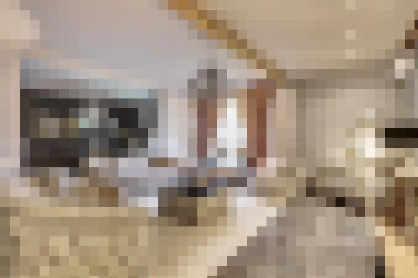 Napoleonsbaan Zuid 46 Baarlo thumbnail 8