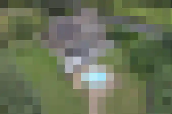 Napoleonsbaan Zuid 48 Baarlo thumbnail 4
