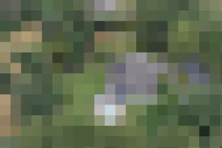 Napoleonsbaan Zuid 48 Baarlo thumbnail 58