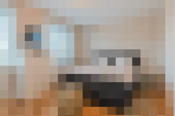 Napoleonshoed 7 Oosterhout thumbnail 14