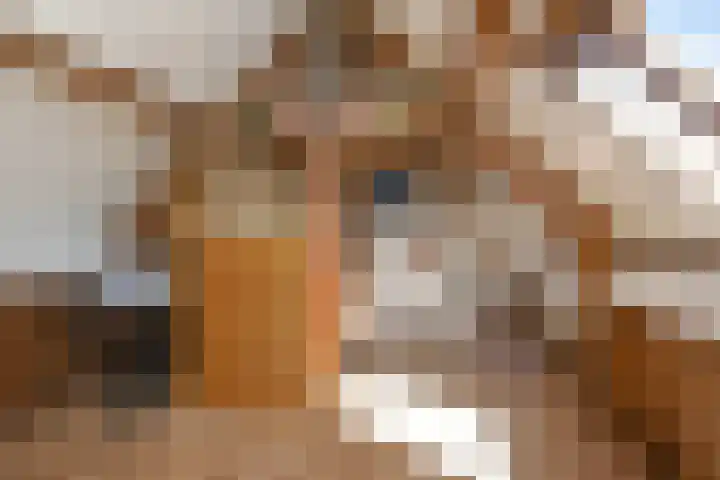 Napoleonsweg 5 Haelen thumbnail 24