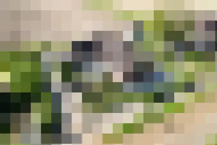 Napoleonsweg 5 Haelen thumbnail 69
