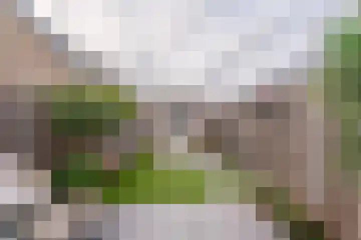 Narcis 1 Voorhout thumbnail 33
