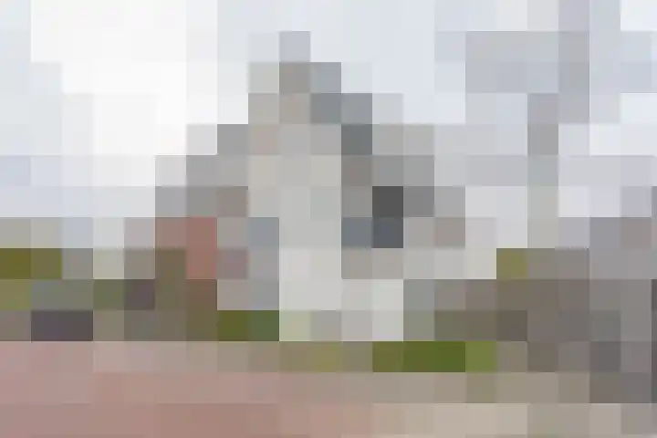 Narcis 1 Voorhout thumbnail 37