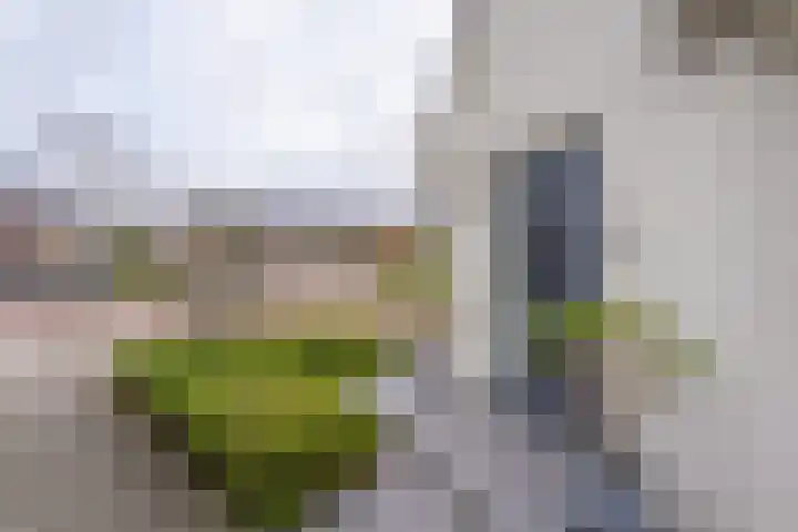 Narcis 1 Voorhout thumbnail 38