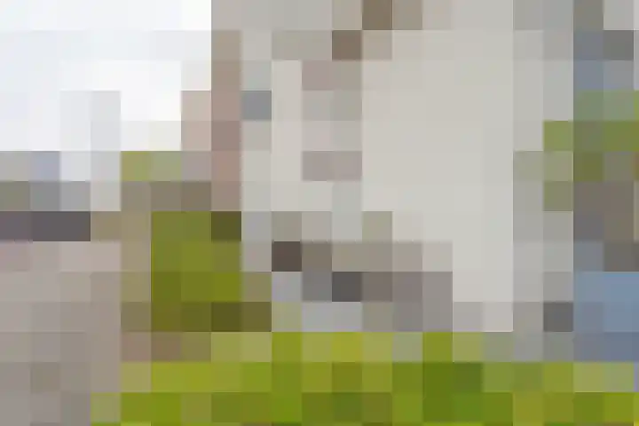 Narcis 1 Voorhout thumbnail 39