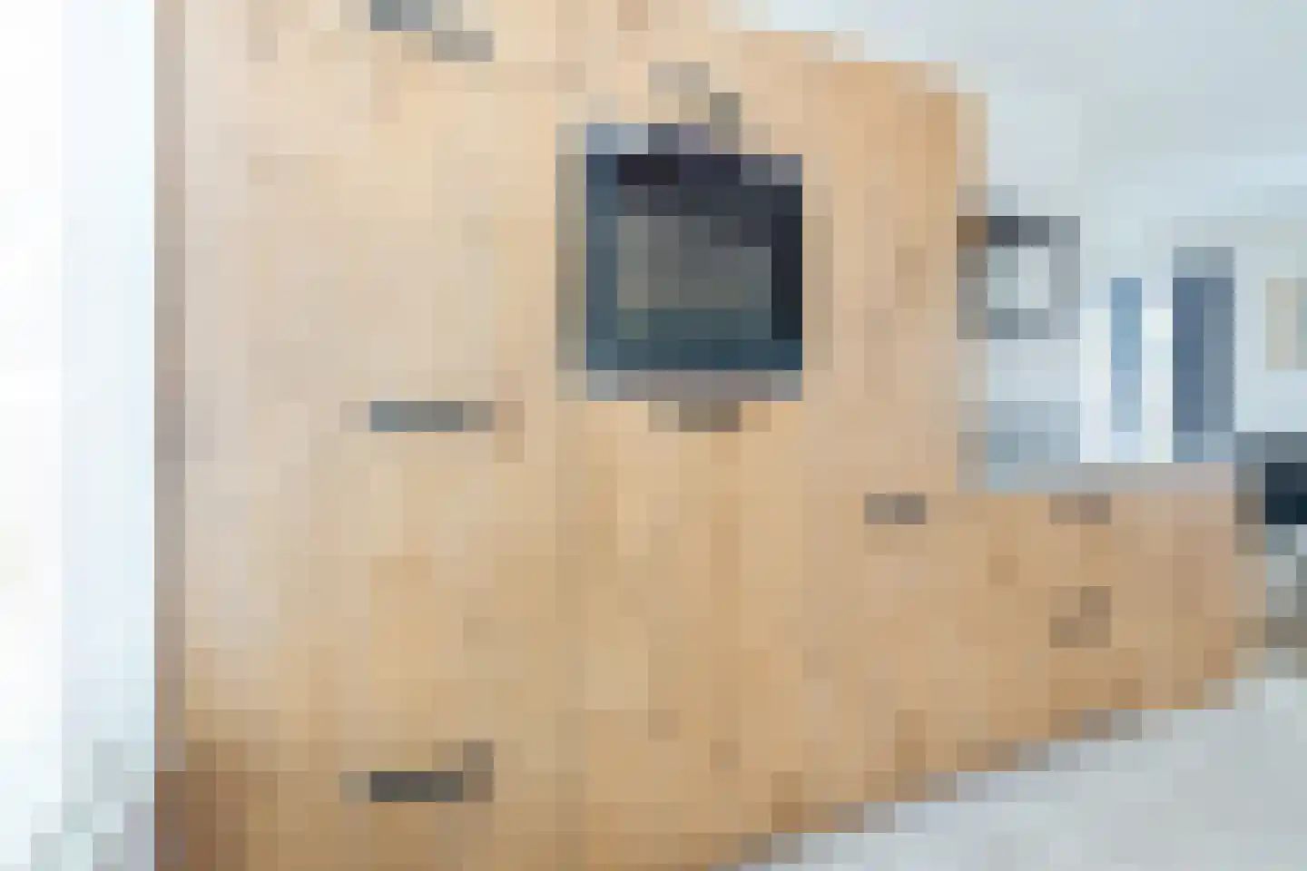 Narcis 10 Andijk thumbnail 32