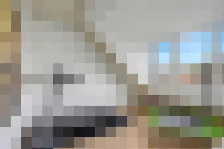 Narcis 35 Breukelen thumbnail 35