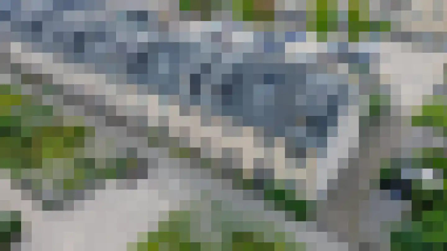 Narcis 4 Krimpen aan den IJssel thumbnail 41