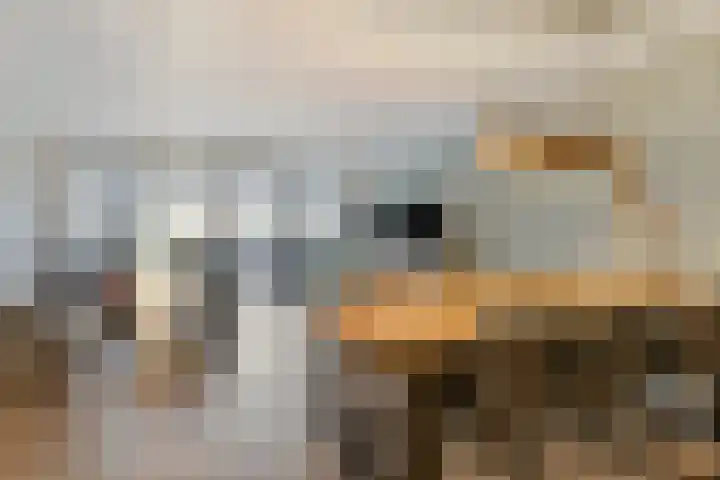 Narcishof 8 Schijndel thumbnail 6