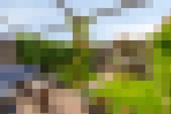 Narcisplantsoen 17 Berkel en Rodenrijs thumbnail 17