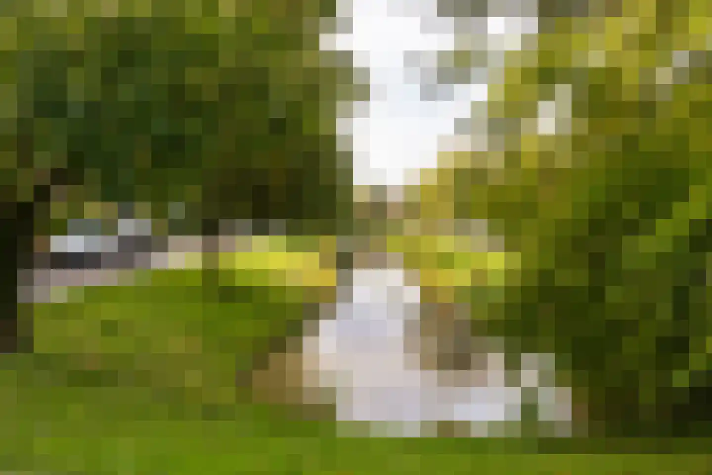 Narcissenlaan 18 Bennebroek thumbnail 30