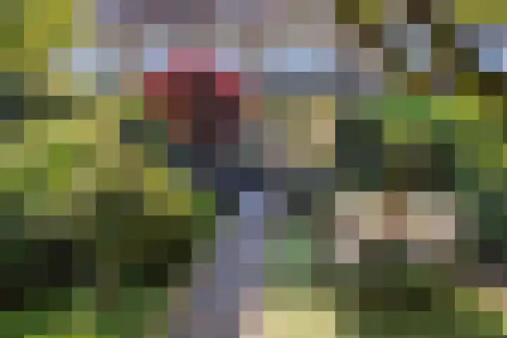 Narcissenlaan 19 Bennebroek thumbnail 30