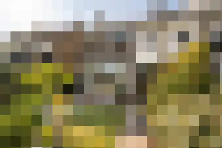 Narcissenlaan 3 Bennebroek thumbnail 30