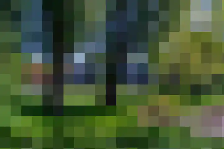 Narcissenlaan 52 Bennebroek thumbnail 46